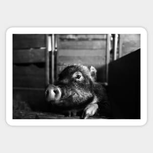 Mini Pig / Swiss Artwork Photography Sticker